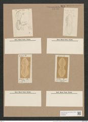 Navicula chersonensis var. apiformis Grun. (de-Toni-Nr.: Genus 1, Species 266) Zeichnungen Sammlung Grunow Nr. 618 (NHMW-BOT-W0366981)